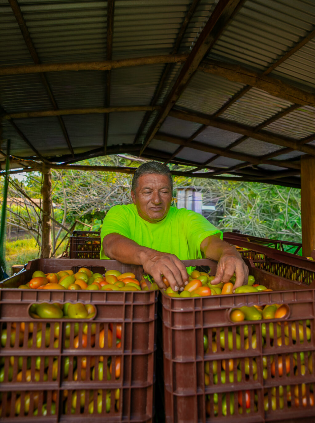Programa agrícola fortalece la producción de tomate y el empleo rural