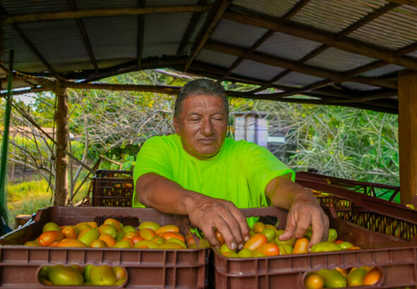 Programa agrícola fortalece la producción de tomate y el empleo rural