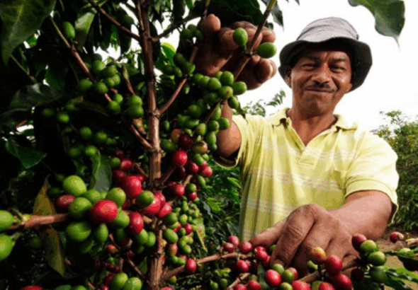 Productores de café reciben alivio financiero tras nueva prórroga de ley especial