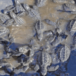 LG presenta “AI in Action” y redefine la inteligencia artificial centrada en las personas