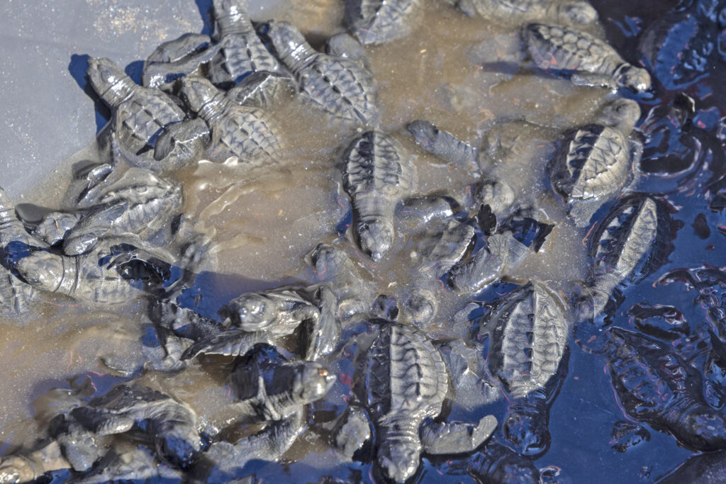 Claro El Salvador impulsa la conservación con liberación de tortugas Golfina