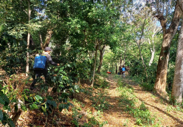 MAG amplía programa agrícola e incorpora al sector cafetalero