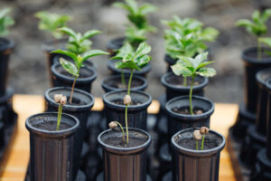 100M Trees - Young Coffee Trees