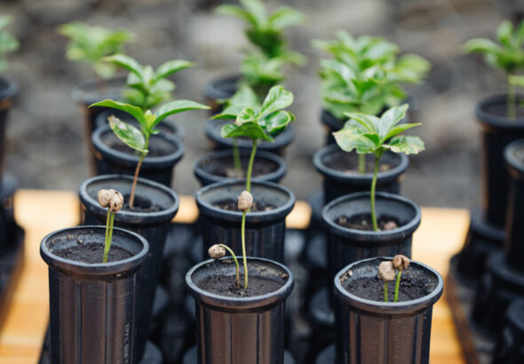 100M Trees - Young Coffee Trees