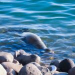 Amplia seguridad en Guadalajara durante exequias de “El Mencho”