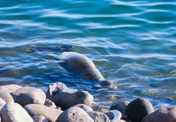 León marino llega a la costa y es protegido por autoridades