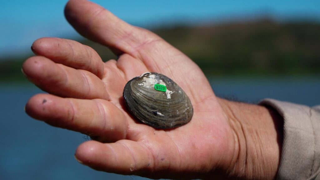 El Salvador inicia monitoreo de almejas en peligro de extinción