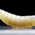 José Antonio Kast asume la presidencia de Chile