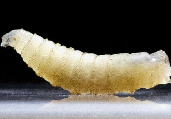 Reportan en Honduras primera muerte por miasis en 2026