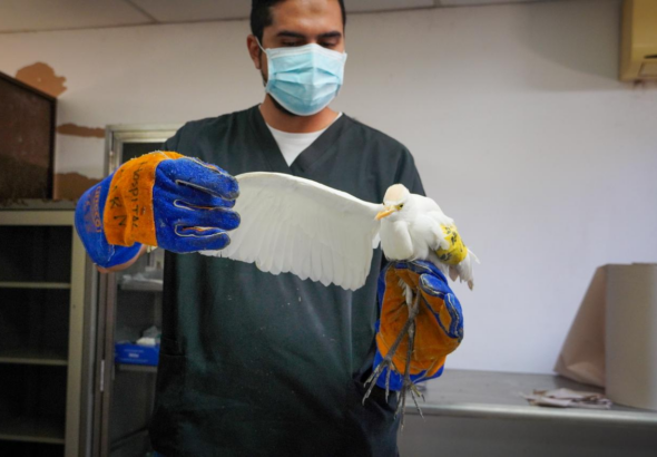 MARN atiende y protege a garza silvestre en proceso de rehabilitación