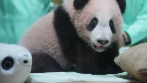 El primer panda gigante nacido en Indonesia ya es la nueva estrella del zoológico Taman Safari