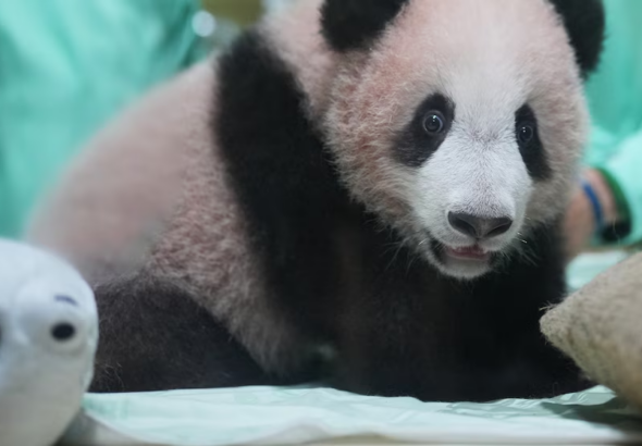 El primer panda gigante nacido en Indonesia ya es la nueva estrella del zoológico Taman Safari