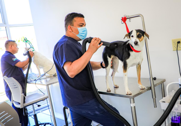 Chivo Pets mantiene crecimiento y proyecta superar el millón de atenciones este año