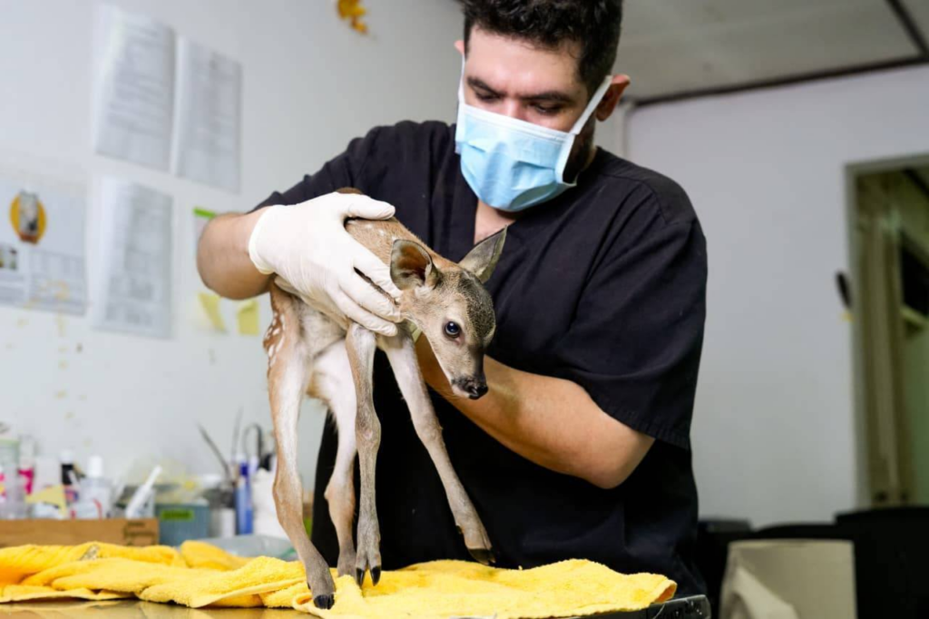 Autoridades llaman a proteger la fauna silvestre tras rescate de venado