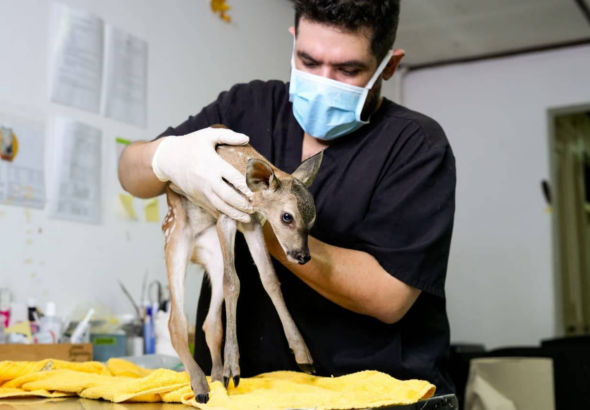 Autoridades llaman a proteger la fauna silvestre tras rescate de venado