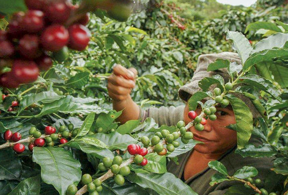 Buscan mantener apoyo financiero al sector cafetalero hasta 2031