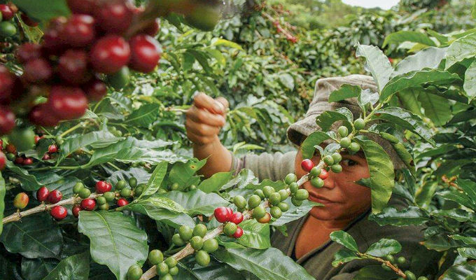 Buscan mantener apoyo financiero al sector cafetalero hasta 2031