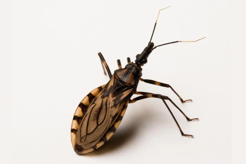 El Salvador y Japón fortalecen investigación científica para combatir la enfermedad de Chagas