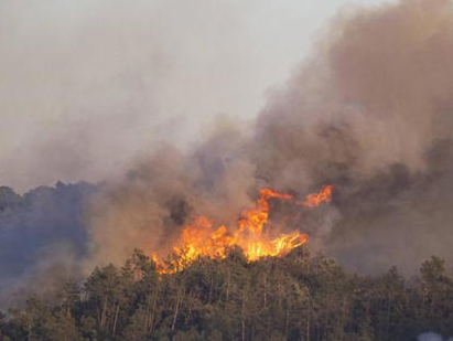 Evacuaciones y decenas de afectados deja incendio forestal en Andalucía