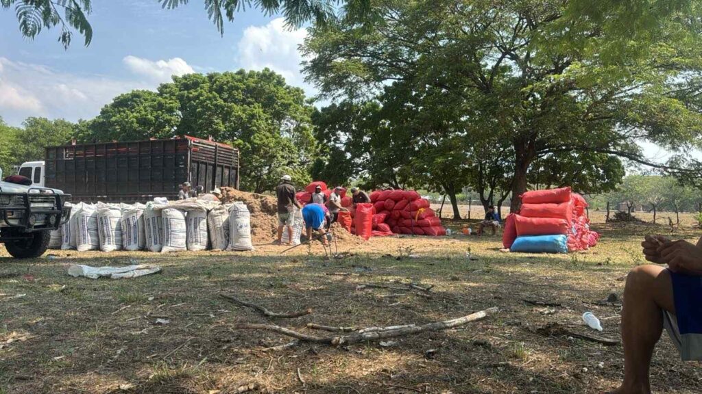 Crearán banco de forraje para fortalecer alimentación del ganado en la zona oriental